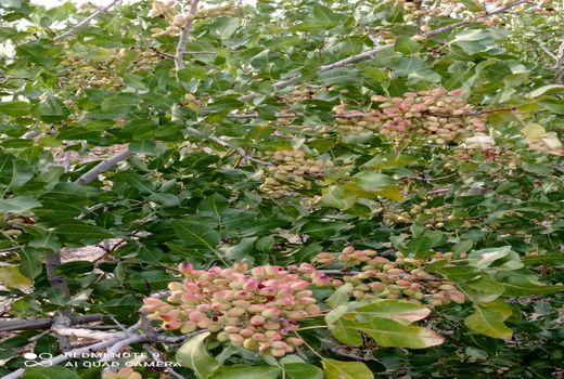 تولید بیش از 80 تن پسته در فیروزآباد