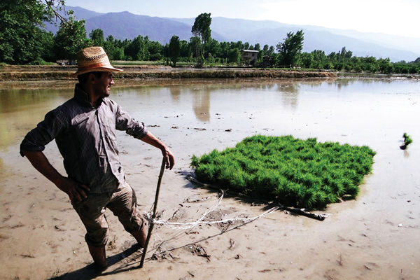 افزایش 60 میلیارد تومانی صندوق حمایت از توسعه بخش کشاورزی