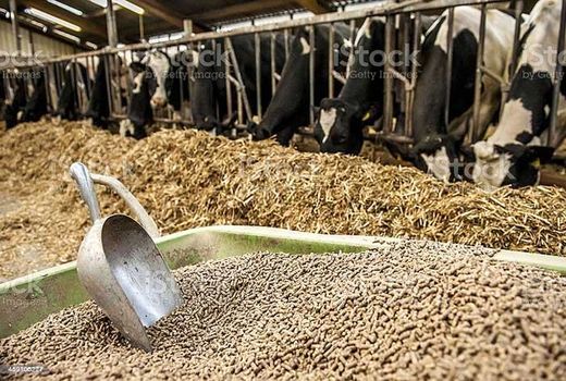 12کارخانه تولید کنسانتره در خراسان شمالی وجود دارد