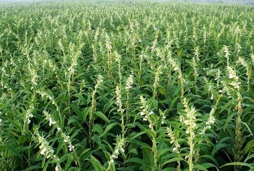 پیش‌بینی برداشت بیش از ۶ هزار تن کنجد از مزارع بهبهان