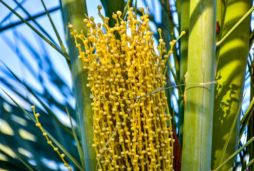 گرده افشانی در نخیلات فراشبند ادامه دارد 