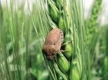 تداوم خودکفایی گندم مستلزم مبارزه با سن غلات است/ لزوم ترویج مبارزه در سال زراعی پیش رو