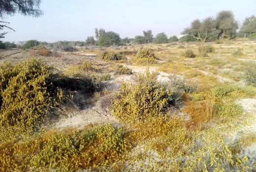 مبارزه با ملخ‌ها در 38 هزارهکتار از مراتع سیستان‌وبلوچستان انجام شد