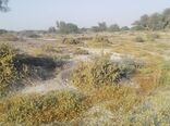 مبارزه با ملخ‌ها در 38 هزارهکتار از مراتع سیستان‌وبلوچستان انجام شد