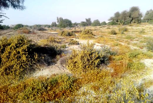 مبارزه با ملخ‌ها در 38 هزارهکتار از مراتع سیستان‌وبلوچستان انجام شد