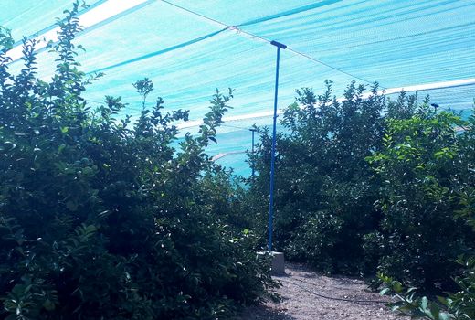 ایجاد سایبان باعث کاهش خسارت کشاورزی می‌شود