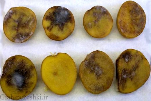 نمونه مناسب قارچ‌کش برای کنترل بیماری سفیدک کرکی سیب زمینی چیست؟