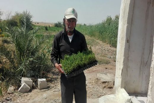 کشت رزماری برای نخستین‌بار در خرمشهر