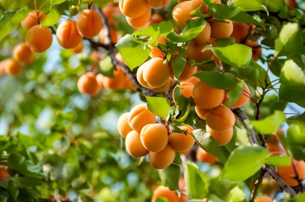 پیش بینی برداشت بیش از ۲۷ هزار تُن زردآلو از باغات آذربایجان غربی 