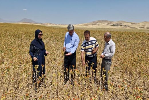 پیش‌بینی تولید ۴۷ تن گلرنگ در بستان آباد