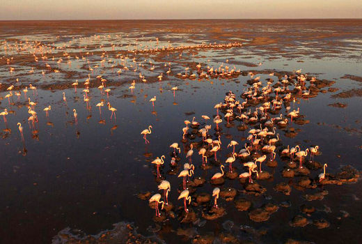 فلامینگوها به گاوخونی بازنمی‌گردند