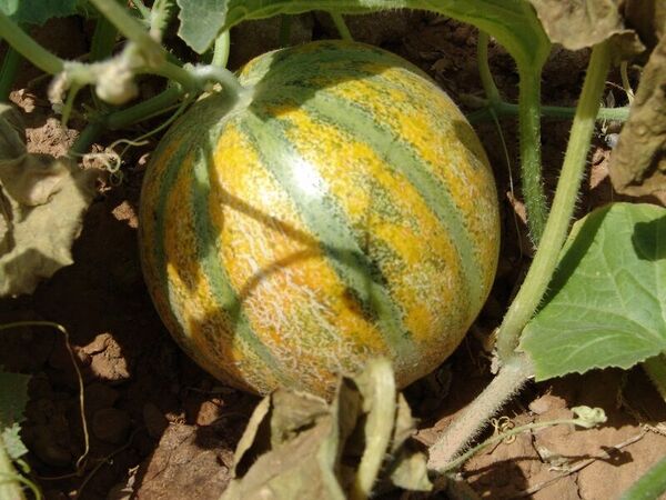 کشت گیاهان پرآبخواه رو به کاهش است 