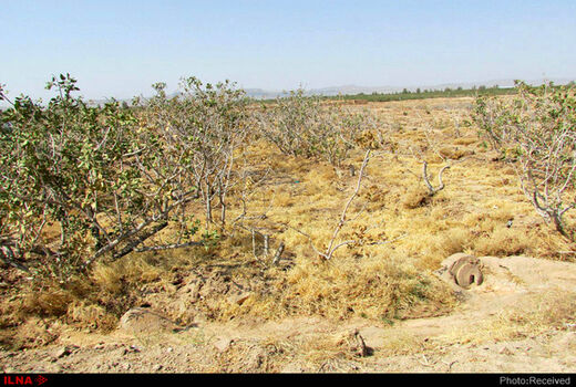 احیاء و جوانسازی باغات بخش مرکزی شهرستان کرمان