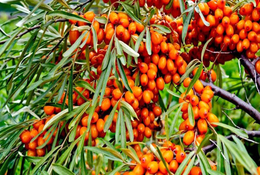 رشد ۳۳ درصدی سهم استان آذربایجان شرقی در تولید سنجد کشور