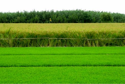 ۹۰ هزار هکتار کشت دوم و رتون برنج در مازندران انجام شد