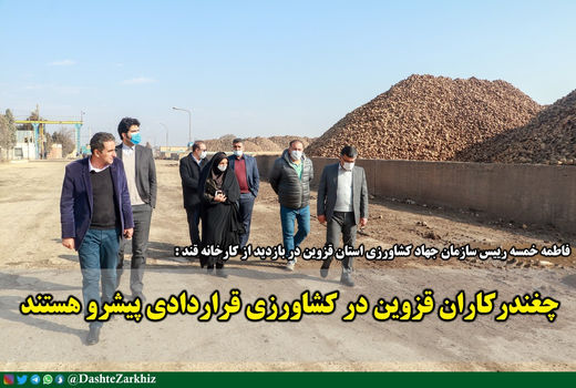 چغندرکاران قزوین در کشاورزی قراردادی پیشرو هستند