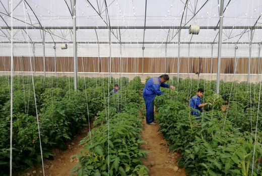 برگزاری نشست هم‌اندیشی توسعه صنعت گلخانه در استان خوزستان