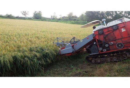 برداشت مکانیزه 95 درصدی برنج در جویبار