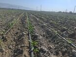 پیش بینی بیش از یک هزار و 300 هکتار کشت چغندرقند پاییزه در کازرون