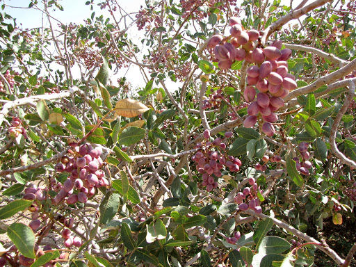 کاشت پسته در دشت‌های ممنوعه اسفراین