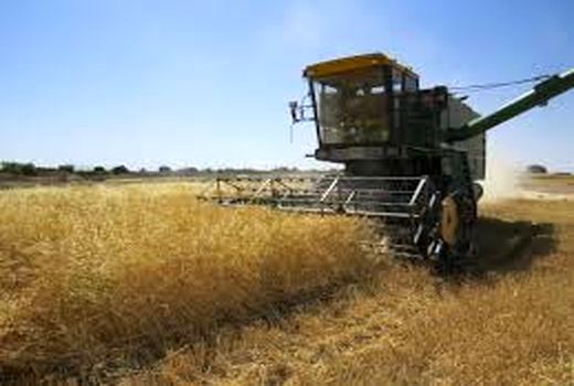 پایان برداشت گندم در امیدیه