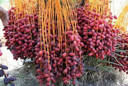 آغاز گرده‌افشانی باغات نخل خرمای شهرستان بم