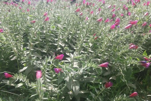 کشت وتوسعه گیاهان دارویی کم آبخواه و باغات در اراضی شیب دار مروست