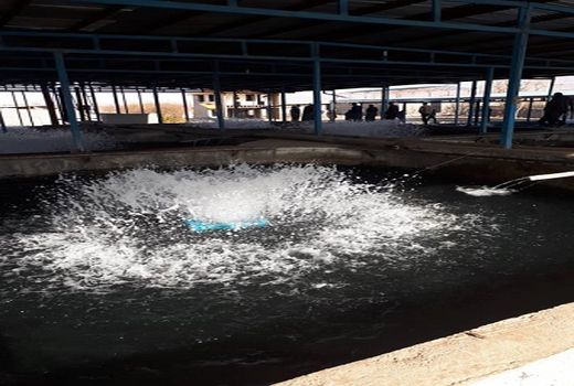 شهرستان کرمان رتبه اول در آبزی‌پروری استان کرمان