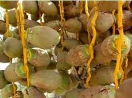 سم‌پاشی علیه کنه تارتن در آبادان 