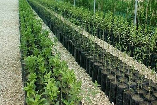  بازدید از باغ مادری در شاهرود هم‌زمان با هفته دولت