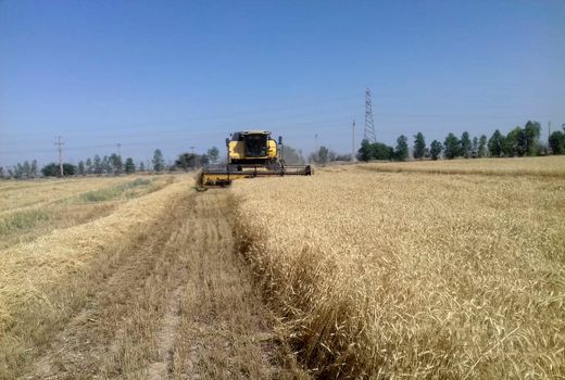 برداشت گندم در مناطق گرمسیری استان ایلام آغاز شد