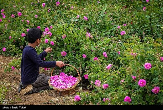 پیش‌بینی برداشت بیش از 360 تن گل‌محمدی از مزارع کردستان