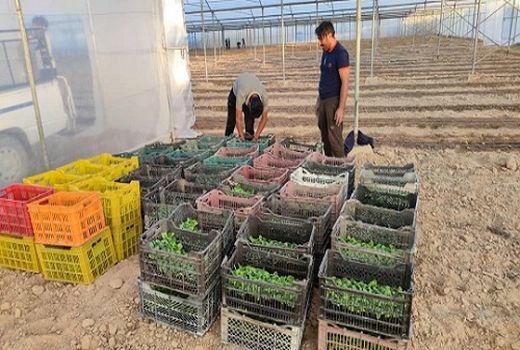 کشت محصولات سبزی در گلخانه های داراب 