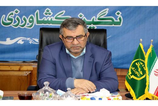 9 هزار تن کلزا و گندم در مازندران خریداری شد