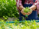 آب کمتر، محصول بیشتر؛ کشت در عصر کم‌آبی