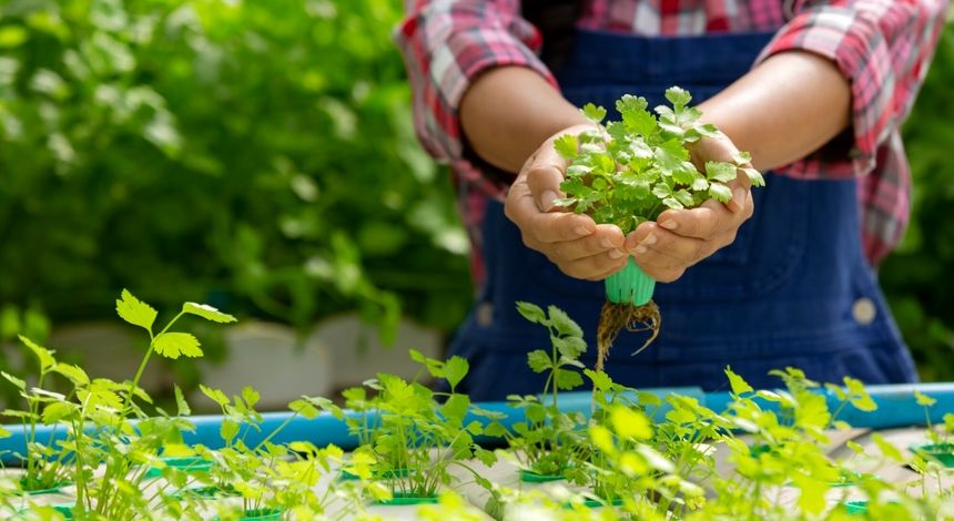 آب کمتر، محصول بیشتر؛ کشت در عصر کم‌آبی