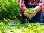 آب کمتر، محصول بیشتر؛ کشت در عصر کم‌آبی
