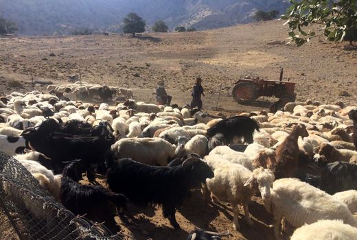 انجام واکسیناسیون دامهای عشایر منطقه چنار بخش ماژین دره شهر