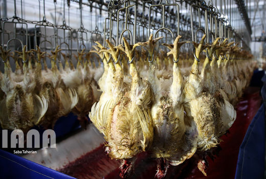 عرضه ٤٧٣ هزار تن گوشت انواع طیور در زمستان ١٣٩٩ 