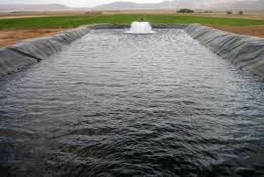 تولید بیش از ۱۶۰۰ تن ماهی در استخرهای کشاورزی قزوین 