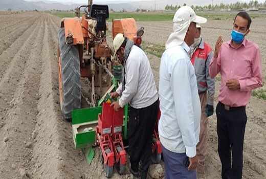 پیش بینی افزایش کاشت هویج در اقلید 