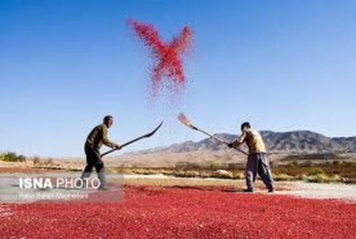 میزان تولید زرشک نسبت به سال گذشته 25 درصد افزایش یافت