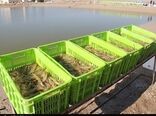 چالش تولید میگوی پرورشی بوشهر با شیوع بیماری نکروز