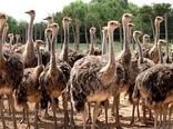 آباده؛ قطب تولید شتر مرغ در استان فارس