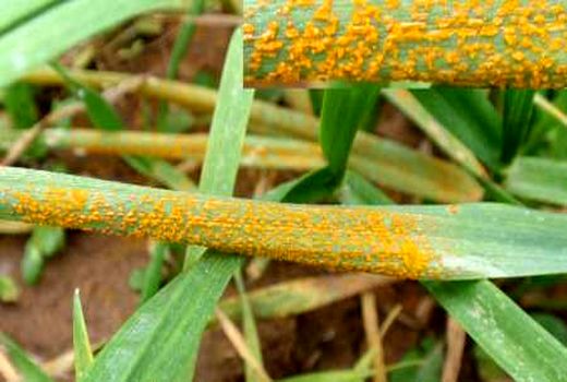 خطر شیوع بیماری زنگ زرد در مزارع گندم آبی استان بوشهر