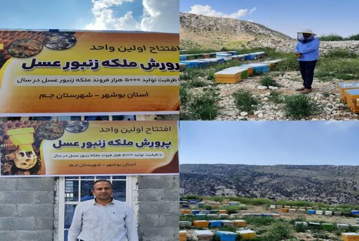 اولین طرح ایستگاه ملکه زنبور  عسل در استان  افتتاح شد