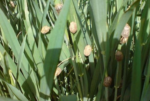 افزایش مبارزه با آفت سن در گندمزارها و جوزارهای شیروان