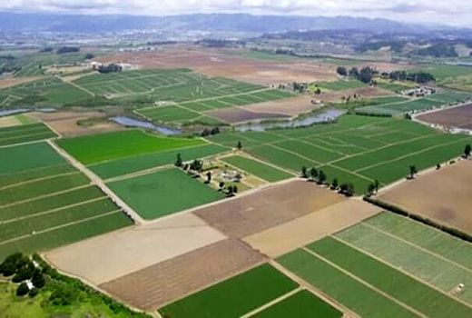 افزایش 20 درصدی تولید محصولات زراعی با طرح جهش تولید در دیمزارها