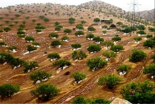 اجرای عملیات اصلاح، نوسازی و توسعه باغات در سطح بیش از ۲۲ هزار هکتار در خراسان شمالی 
