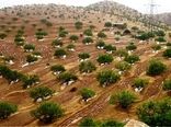 اجرای عملیات اصلاح، نوسازی و توسعه باغات در سطح بیش از ۲۲ هزار هکتار در خراسان شمالی 